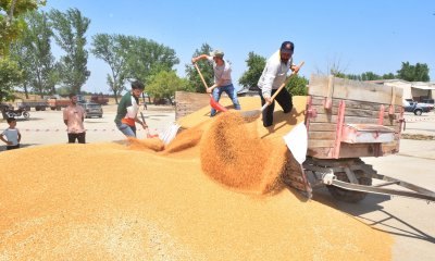 TMO, YENİŞEHİR’DEN 3 BİN 500 TON HUBUBAT ALDI